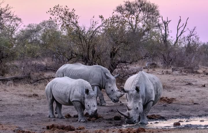 Rhinos